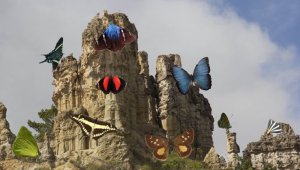 El 10 por ciento de la diversidad de mariposas del país, está en Norte de Santander y gran parte de ella en el Área Natural Única Los Estoraques”, afirma Luis Hernando Meneses, Jefe del Área Natural Única
Los Estoraques (Anule). La Opinión