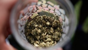 Marihuana con fines recreativos. Colprensa