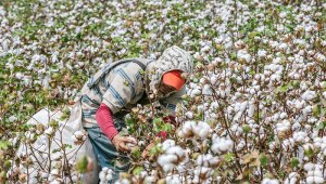 Los recursos impulsarán la reactivación de la industria del algodón. Cortesía MinAgricultura