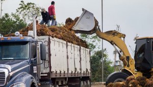 El encuentro destacará destacará los resultados de las experiencias en innovación realizadas por  las plantaciones y plantas de beneficio del territorio nacional. Archivo / La Opinión