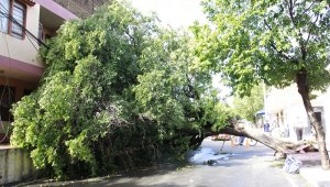 En la avenida 10 con calle 13, del barrio El Páramo, se reporta la caida de un arból muy cerca a las viviendas del sector.  Alfredo Estévez / La Opinión