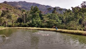 La piscicultura se ha presentado como un camino diferente para el Catatumbo. Cortesía