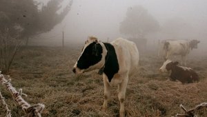 El Ministerio de Agricultura y el Ideam hicieron recomendaciones para que los productores agrícolas y
pecuarios enfrenten las heladas de comienzo de año. Archivo / La Opinión
