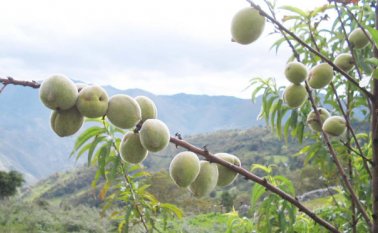 450 familias que dependen de la siembra del cultivo, tendrán pérdidas económicas si declaran en cuarentena el cultivo de durazno. (Foto Archivo)