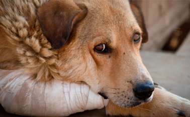 Foto tomada de Internet