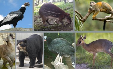 Corponor pide no cazar felinos, osos u otras especies animales calificadas por algunos campesinos del departamento como un problema. Corponor