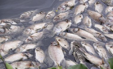 Habitantes del barrio Niza dieron aviso a las autoridades. La Opinión