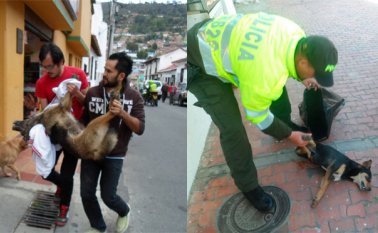Varias personas prestaron los primeros auxilios al animal que murió cuando era atendido por un médico veterinario. ‘Negro’ también fue envenenado en el pasaje Rafal Faría de Pamplona. Roberto Ospino