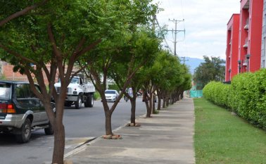 Las semillas caen y crecen rápidamente. Archivo
