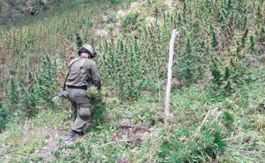 Los cultivos de marihuana en Ábrego también han crecido de forma considerable. Archivo