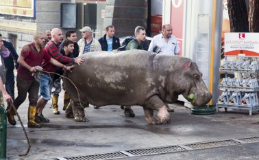 Los ciudadanos colaboraron para que este hipopótamo regresara al zoológico. AP