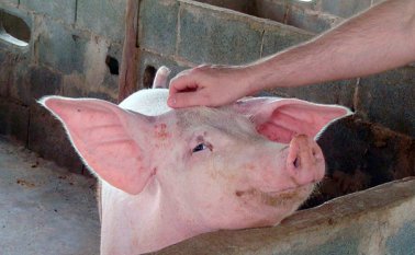 Los cochinos son más inteligentes que perros, delfines y chimpancés. Internet