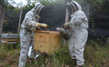 Los apicultores de la región tienen que darle un buen manejo a las colmenas para que sean productivas. Roberto Ospino