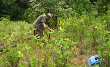 En Colombia 70% de los cultivos ilícitos está en zonas donde no se pueden realizar aspersiones. Archivo