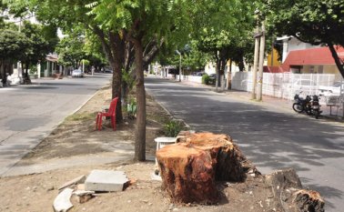 Vecinos de Ceiba II denunciaron que las podas en la avenida 3E estaban secando los árboles. Edinsson Figueroa
