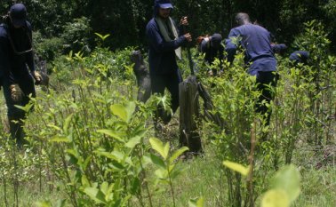 Los cultivadores del departamento insistirán en que se legalicen la coca, la amapola, la marihuana, y se resuelvan las causas que generaron la expansión de los cultivos. Archivo