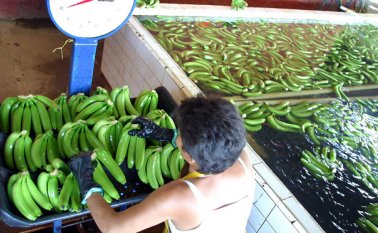 Nueve empresas extranjeras invirtieron 199 millones de dólares en el agro colombiano en 2014, según cifras oficiales. Colprensa