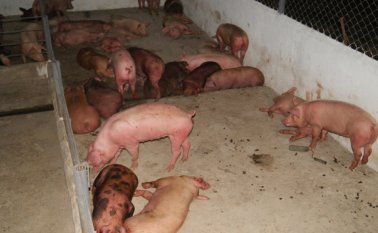 Los integrantes de este gremio dicen que una de las metas es aumentar el consumo de carne de cerdo en el país. La Opinión