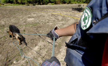 Compleja labor de desminado en la vereda El Orejón realizan el Batallón de Desminado de Colombia y las Farc con el apoyo de la oenegé holandesa APN. APN