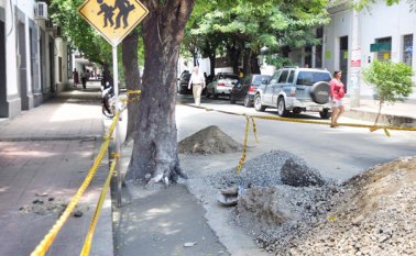 Los encargados de la obra taparon las raíces de los árboles con concreto. Edinsson Figueroa