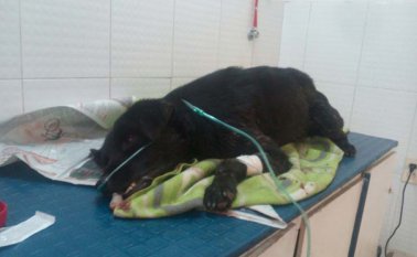 Uno de los canes quedó vivo y recibió atención veterinaria, pero horas después falleció Suministrada