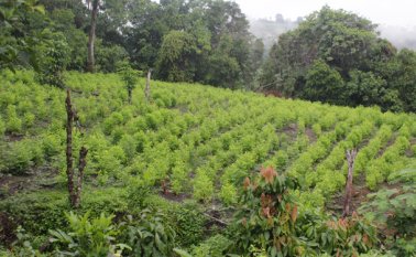 Los cultivos ilícitos cubren grandes extensiones de tierra, algunos han sido mejorados en laboratorios. Cristian Herrera