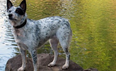 10. Perro del Ganado Australiano. Es conocido por su inteligencia, especialmente cuando se le entrena para arrear el ganado (de ahí es de donde viene su nombre). Esta raza ha estado arreando manadas desde el siglo XIX, porque es muy activo. Internet