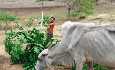 Los agricultores deben evitar regar en horas del mediodía donde hay más calor y se pierde el recurso hídrico.
 Colprensa