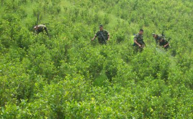 Cultivo ilícitos. Archivo