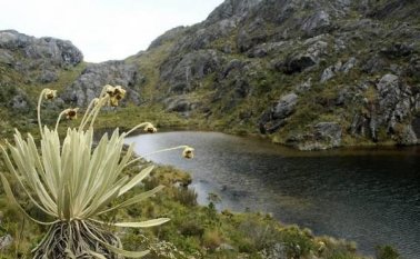 Páramo de Santurbán. Colprensa
