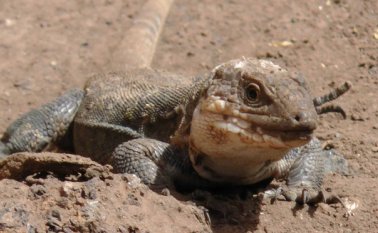 Un estudio reveló que el calentamiento global podría desaparecer a muchos lagartos del planeta. Tomada de Internet