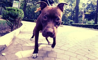 Una mujer de 63 años habría matado a más de 10 perros en México. Tomada de Internet