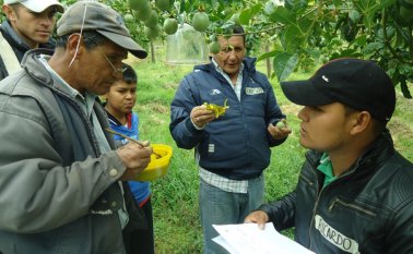 La alcaldía dará recursos para financiar ideas de negocio en la zona rural de Ocaña. Daicy Echeverri