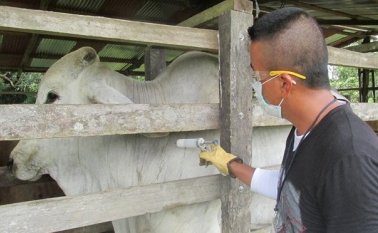 Vacunación de bovinos. Colprensa