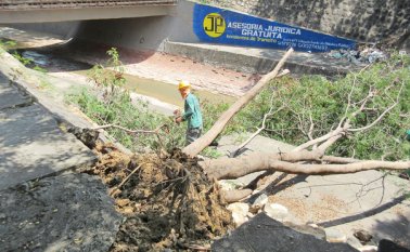 Podas mal hechas son otra razón de que los árboles caigan, pues cortes drásticos, irregulares, anchos y profundos de ramas les causan daños irreparables. Jean Javier García