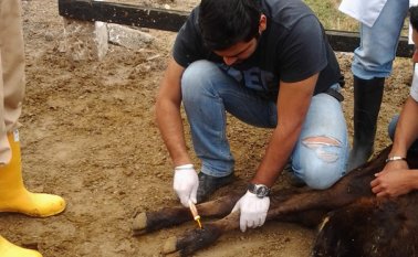 En tercer semestre de zootecnia están los líderes del novedoso proyecto. Daicy Echeverri