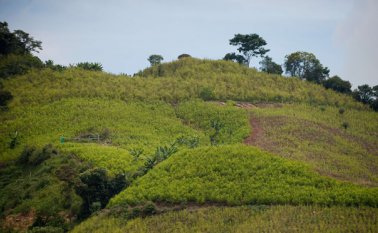 Según el gobernador electo si hay cómo ejecutar proyectos productivos, asuntos como la siembra de coca serán cosa del pasado. Archivo