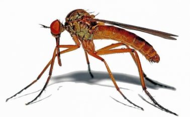 El virus del Zika se transmite por el mosquito del Aedes Aegypti, el mismo que porta el chikunguña y el dengue. Colprensa