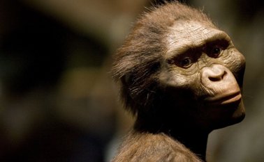 Lucy es homenajeada por Google. Tomada de Internet