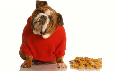 La obesidad trae diferentes enfermedades a los perros. Tomada de Internet