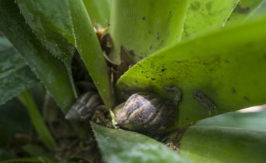 Se estima que 2 mil caracoles viven en el parque. Cada uno puede medir entre 10 y 25 centímetros. Juan Pablo Bayona