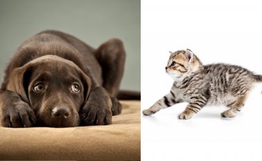 El riesgo que corren las mascotas en diciembre. Internet