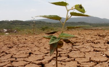 Se estiman un millón 400.000 hectáreas afectadas por el fenómeno de 'El Niño. La Opinión