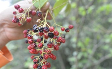Mora y morita es una de las frutas que más se cultiva en Pamplona. El clima frío es ideal para garantizar buenas cosechas. Archivo