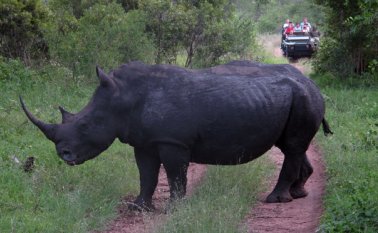 Los consumidores creen que los cuernos del rinoceronte tienen beneficios medicinales, pero no hay evidencia científica que respalde esa creencia. Archivo