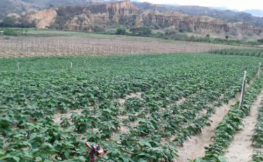 Impulsar programas agropecuarios es la clave para mejorar las condiciones de vida de los campesinos, según el secretario Leonel Rodríguez Pinzón. Javier Sarabia