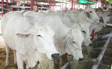 El cierre de la frontera ha generado un cambio en la dinámica del sector, que aumentó el sacrificio de ganado local en los frigoríficos de la región. Archivo