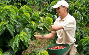 Los productores de café más afectados por la sequía recibirán entre cuatro y cinco sacos de fertilizante, luego de un convenio que fijó la  Federación Nacional de Cafeteros con el Gobierno Nacional.  Cortesía