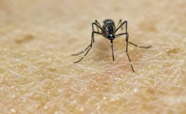 El virus zika fue descubierto por primera vez en monos en Uganda en 1947. AFP