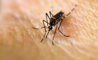 En Colombia, se prevén más de 600.000 infectados por el virus este año. AFP
